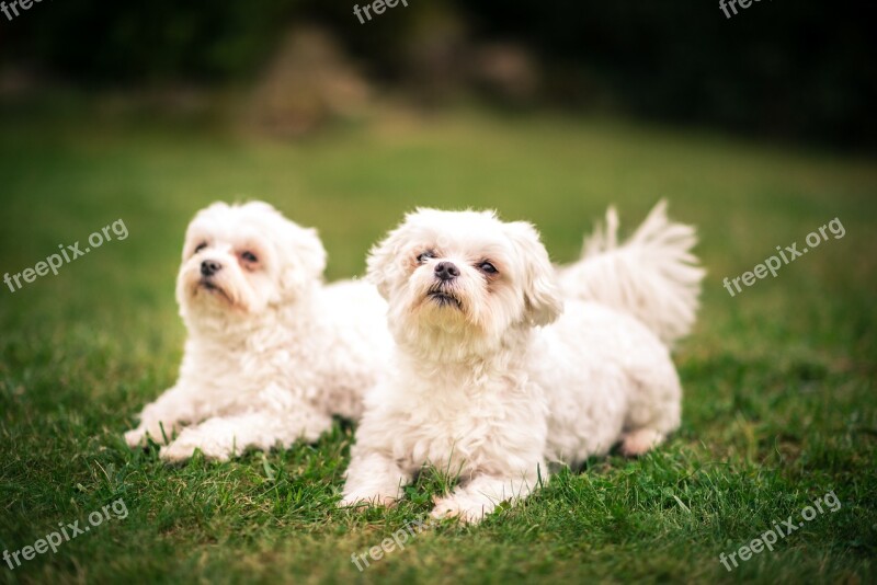 Friends Dogs Best Friends Best Friend Loyalty