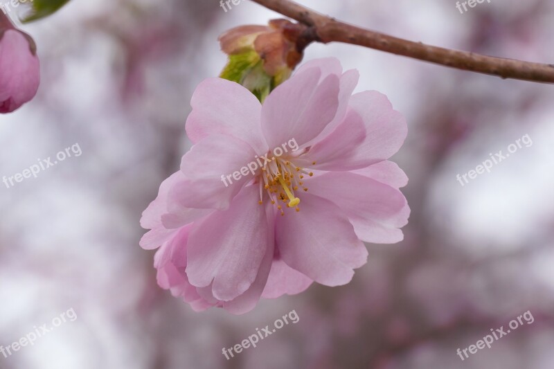 Cherry Blossoms Cherry Flower Inflorescence Pink