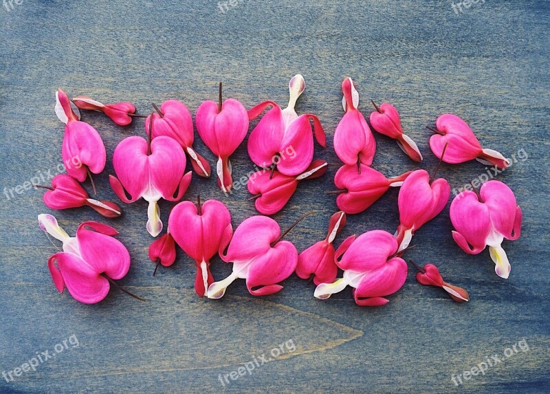 Bleeding Hearts Spring Flower Heart Plant