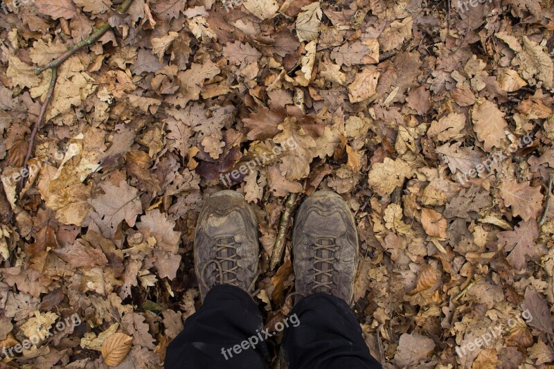 Hiking Leaves Autumn Nature Tree