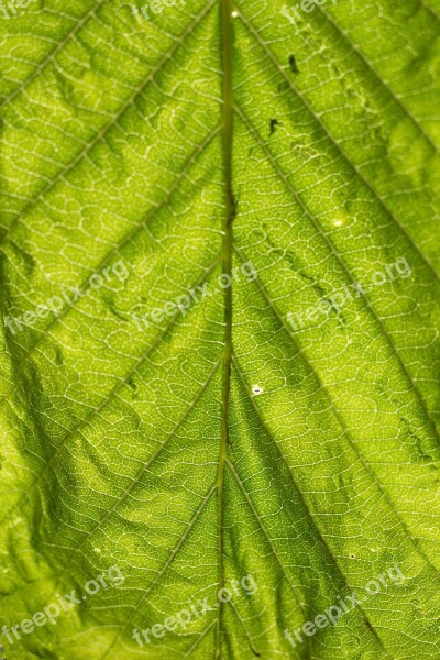 Leaf Structure Green Nature Leaves