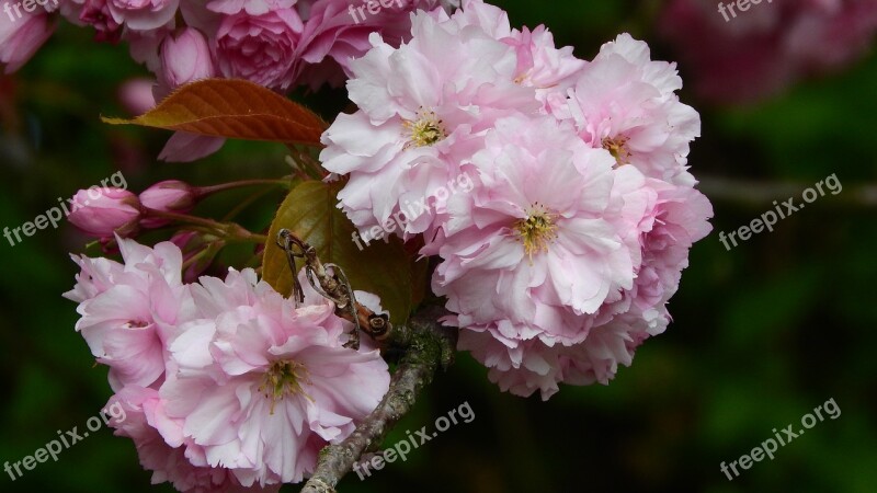 Sakura Flower Sakura Pink Flower Vernal Spring Flowers