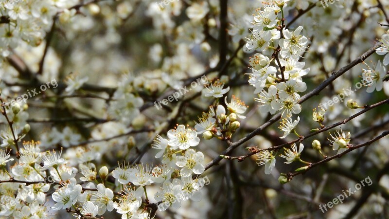 Prunus Spinosa Blackthorn Spring Flowers White Flowers Flowering Shrub