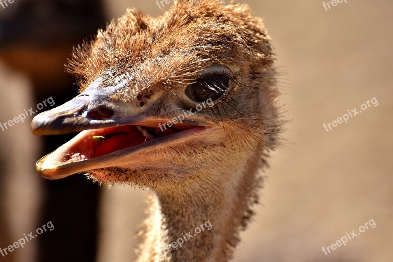 Bouquet Ostrich Farm Cute Bird Poultry