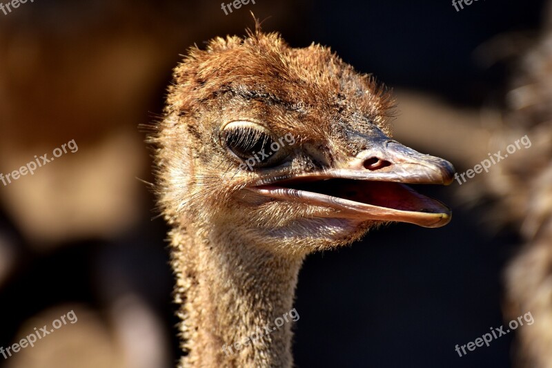 Bouquet Ostrich Farm Cute Bird Poultry