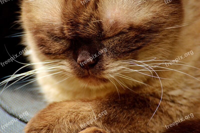 Cat British Shorthair Relaxed Rest Sleep