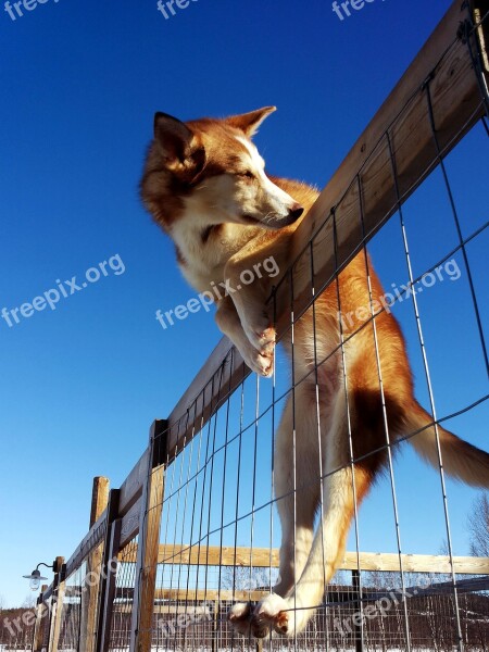 Dog Husky Sun Free Photos