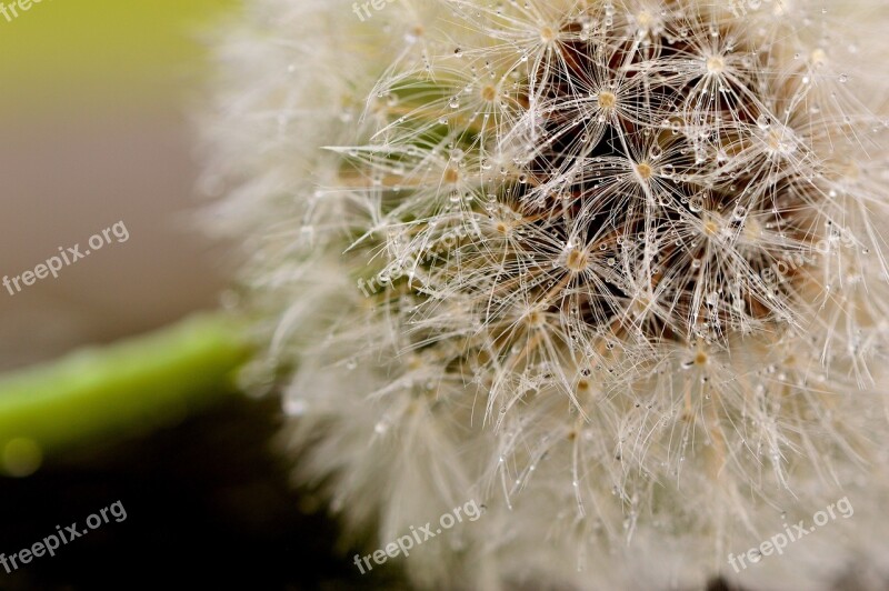 Dandelion Pointed Flower Nature Flower Macro