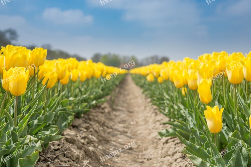 Yellow Tulips Fields Spring Flower