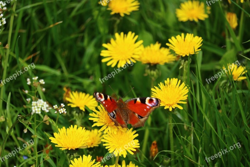 Meadow Butterfly Close Up Eye Moths Insect