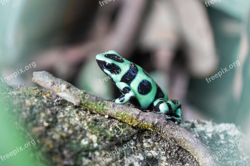 Poison Frog Poison Dart Frog Toxic Dangerous Exotic