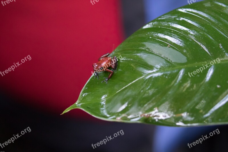 Strawberry Frog Poison Frog Toxic Dangerous Exotic