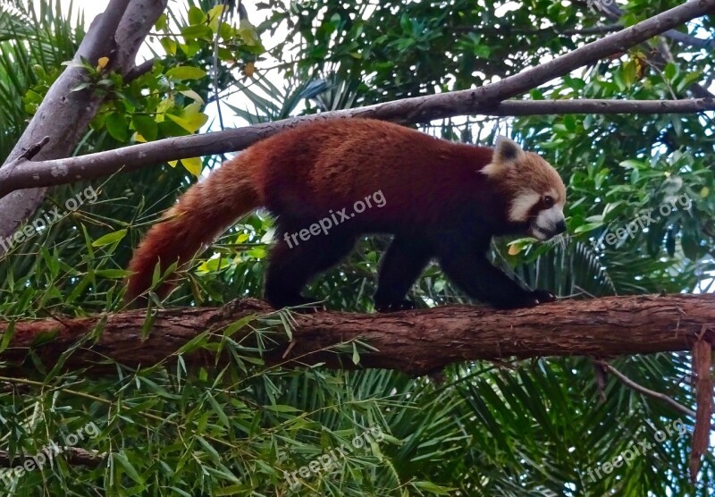 Red Panda Chinese Wildlife Cute Adorable