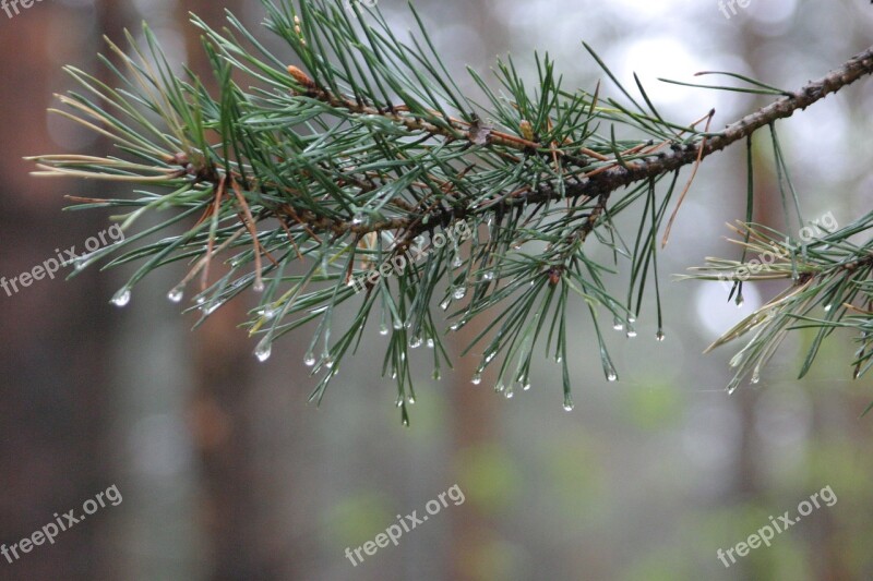 Nature Branch The Branch Of A Tree Coniferous Tree Pine Branch