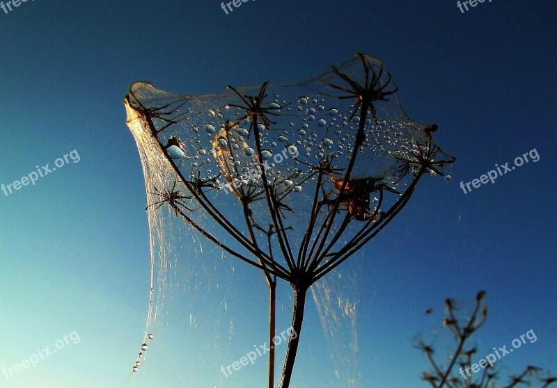 Lens Fiber Weeds Free Photos