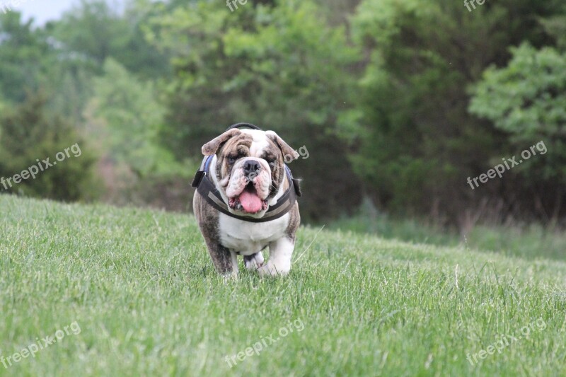 Dog Bulldog English Bulldog Free Photos