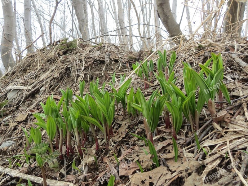 Lily Of The Valley Greens Vitamins Spring Wild Plants