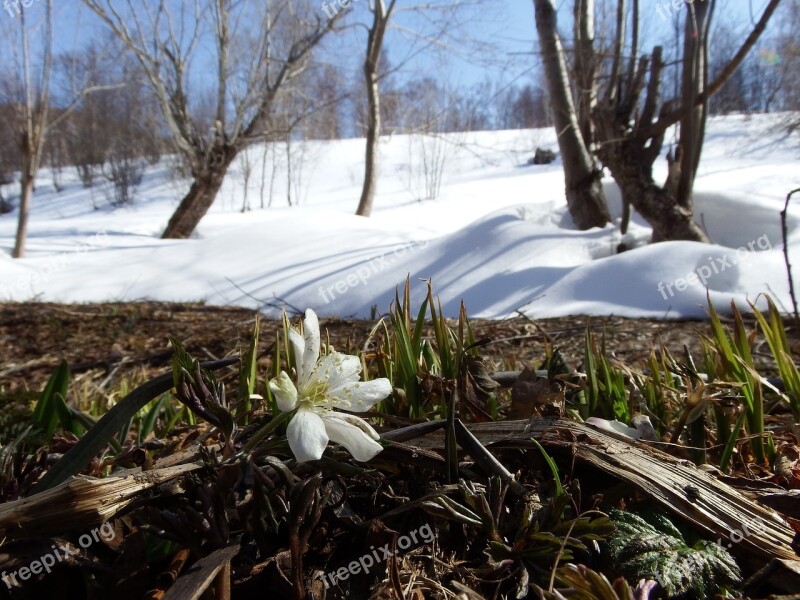 Primula Snowdrop Anemone Amur Spring Thaw