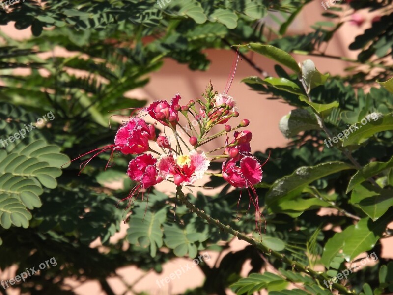 Flower Nature Cerrado Free Photos