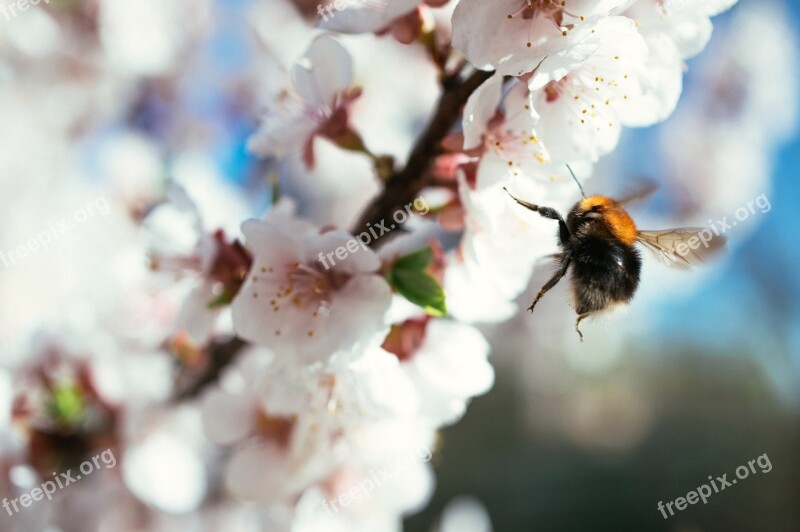 Bee Flower Hard Worker Slogger Perseverance