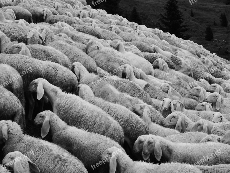 Sheep Flock Of Sheep Pasture Flock Animals