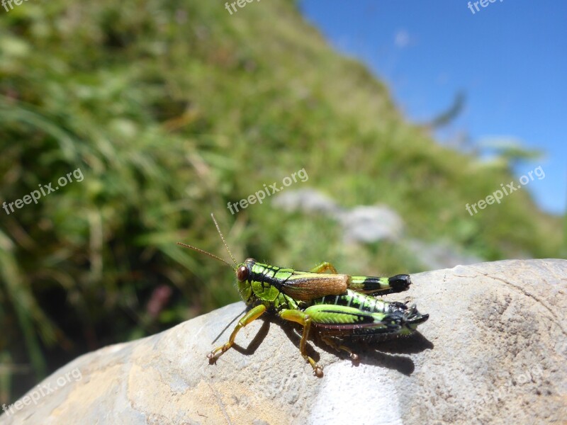 Orthoptera Grasshoppers Insect Flight Insect Young Animal