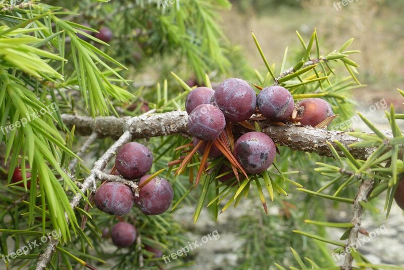 Juniper Berry Bush Plant Free Photos