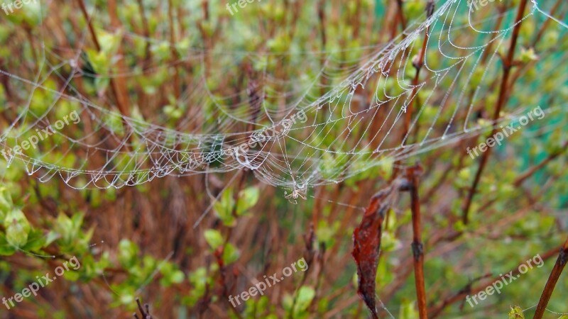 Cobweb Spider Macro Arachnid Network