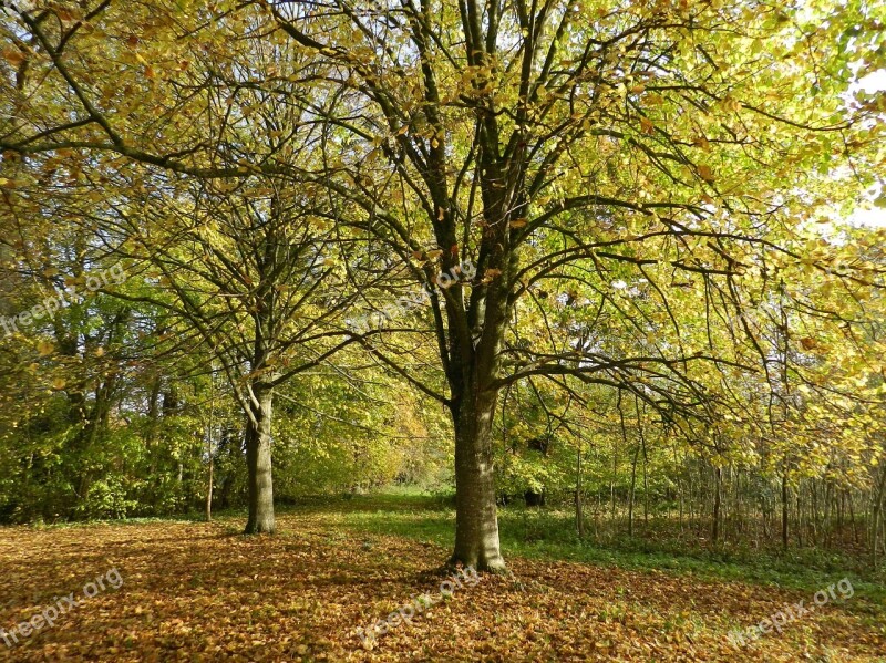 Tree Undergrowth Fall Forest Nature