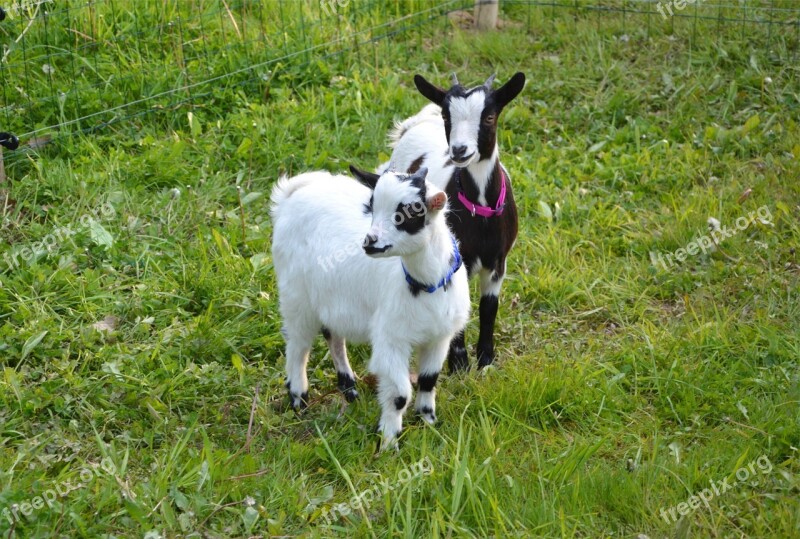 Goat Kids Breeding Animal Cute