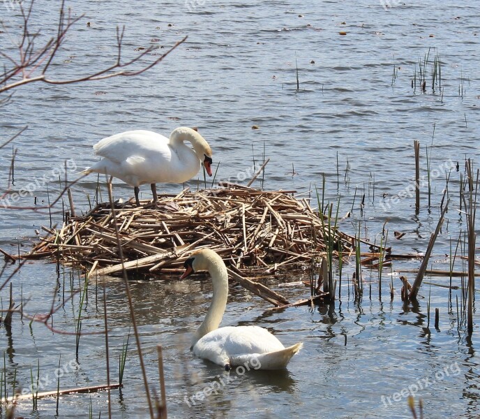 Swans Nest Water Spring Lake