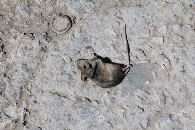 Mouse Dead Death Dead Mouse Animal