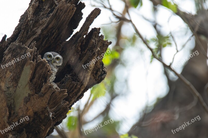 The Spotted Owlet Athene Brama Spotted Owlet Bird Southeast Asia Bird