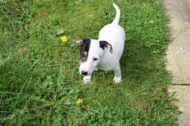 Dog Jack Russell Terrier Puppy Terrier Animal