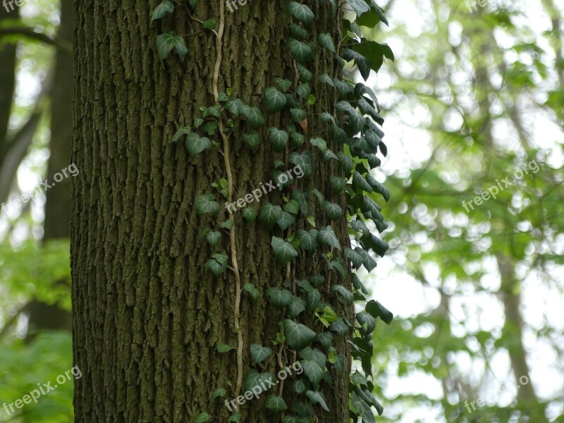 Ivy Log Ivy Leaves Bark Climber Plant