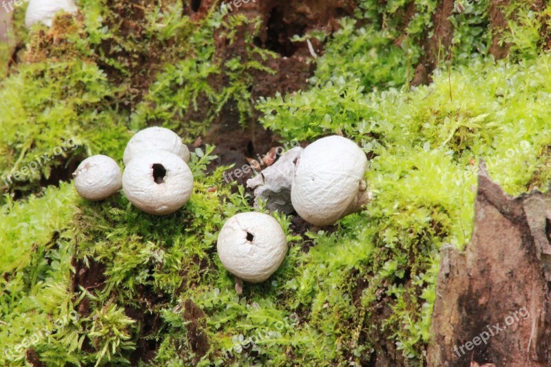 Puffballs Stump Fungus Forest Mushroom