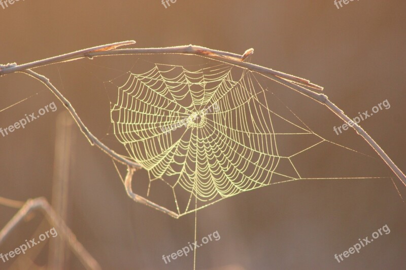 Spider Web Morning Web Nature Spider