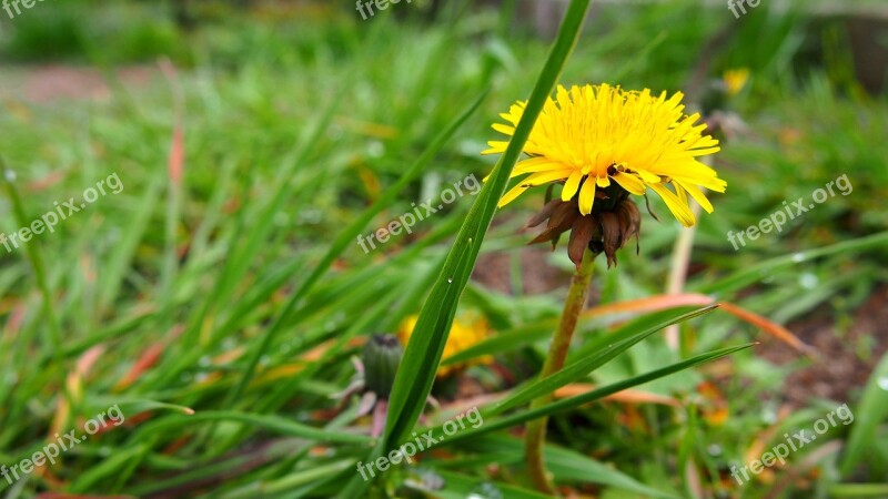 Sonchus Oleraceus Nuns Dandelion Spring Plant