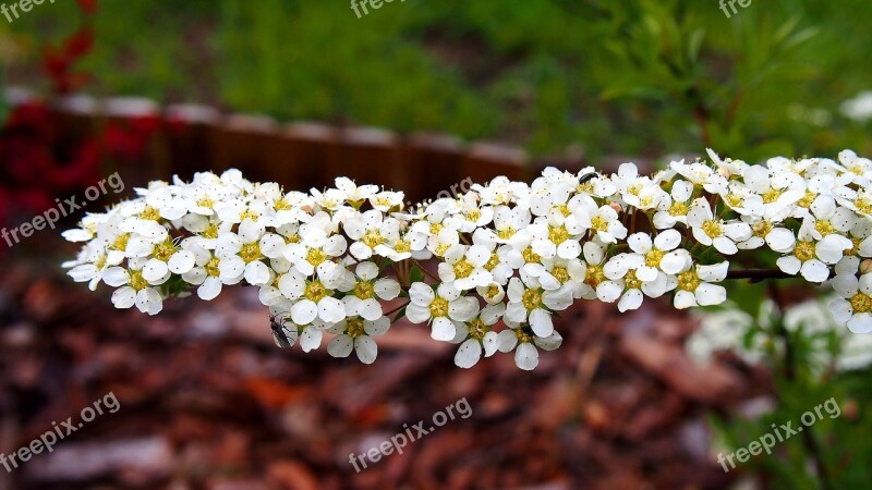 Tawuła Flowers Blooms Spring Nature