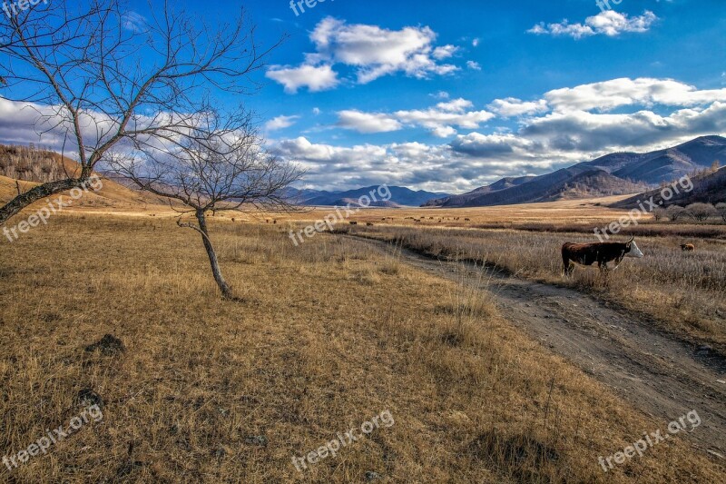 Late Autumn Meadow Cow Grazing Lane