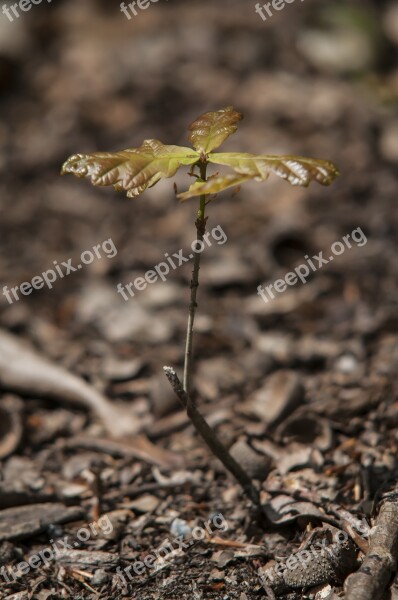 Forest Oak Spring Button Tree