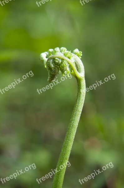 Forest Boating Spring Button Tree