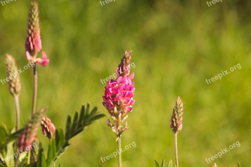 Flowers Pink Nature Pink Flowers Spring