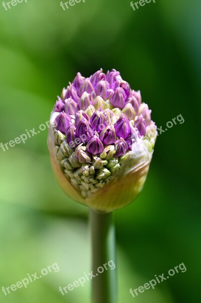 Onion Flower Purple Flower Bulbs Purple Flower