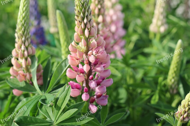 Lupinus Flower Plant Garden Spring