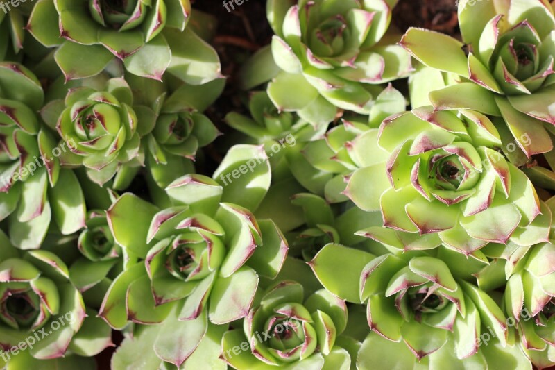 Sempervivum Tectorum Houseleek Plant Healing Garden