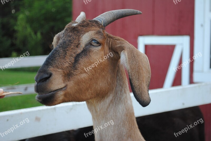 Goat Billy Nanny Farm Pet