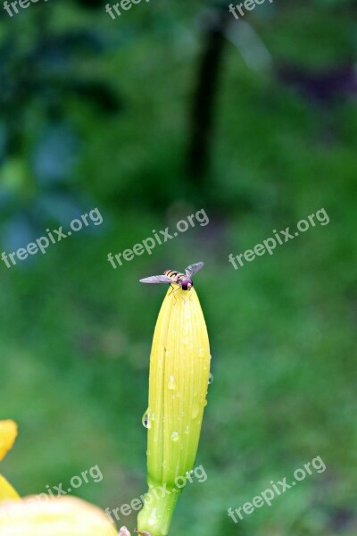 Osa Nature Summer Macro Garden