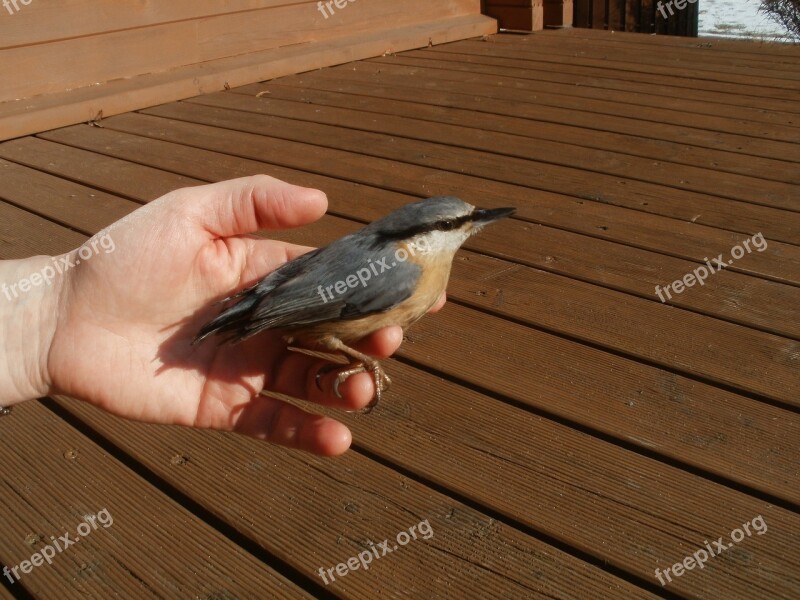 Kleiber Bird Hand Nature Sit