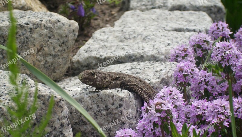 Sand Lizard Stones Nature Summer Reptile